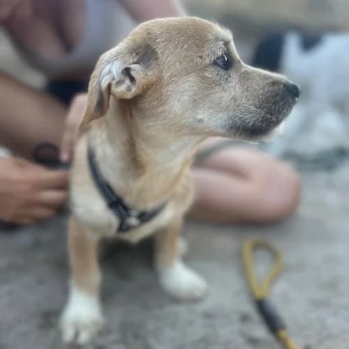 KINOU, male Mixed Breed for adoption at Sans Colliers