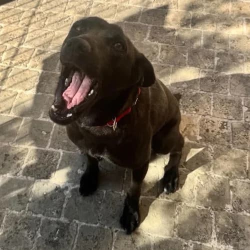 LAIKA, female Mixed Breed for adoption at Sans Colliers