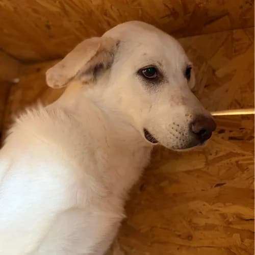 LARA, female young Mixed Breed for adoption at Sans Colliers