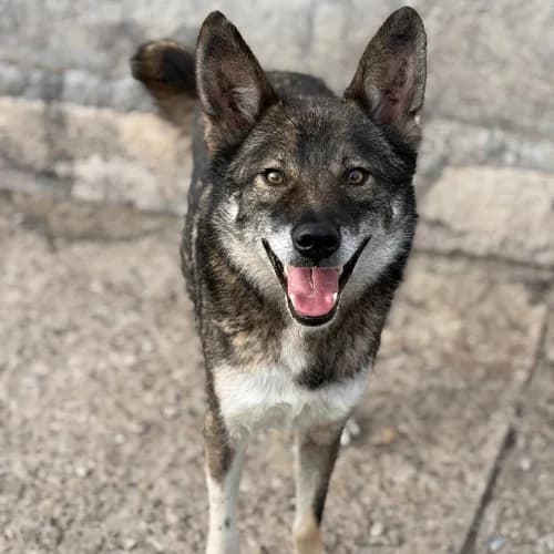 LIAM, male 5yo Mixed Breed for adoption at Sans Colliers