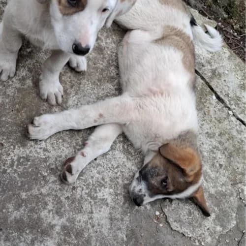 LILA, female young Mixed Breed for adoption at Sans Colliers