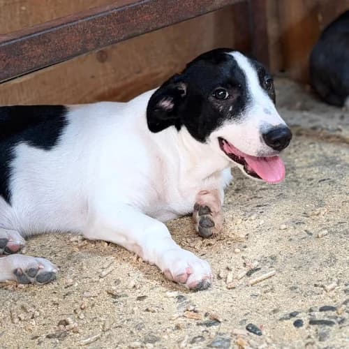 MAO, male Mixed Breed for adoption at Sans Colliers