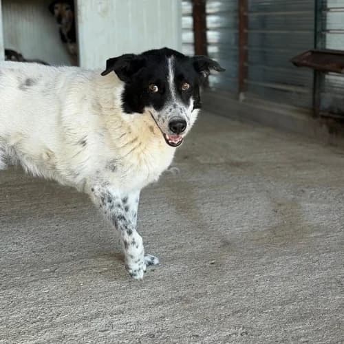 MARINA, female senior Mixed Breed for adoption at Sans Colliers