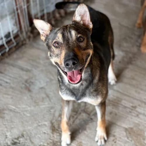 MAX, male young Mixed Breed for adoption at Sans Colliers