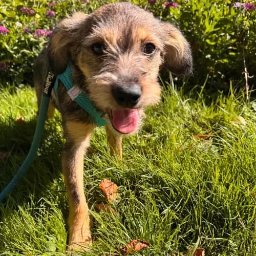 MICU, female puppy Mixed Breed for adoption at Sans Colliers