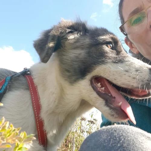 DODO, male Mixed Breed for adoption at Sans Colliers