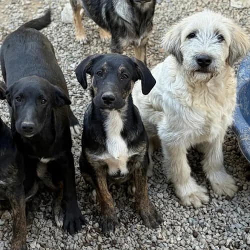 NALA, female Mixed Breed for adoption at Sans Colliers