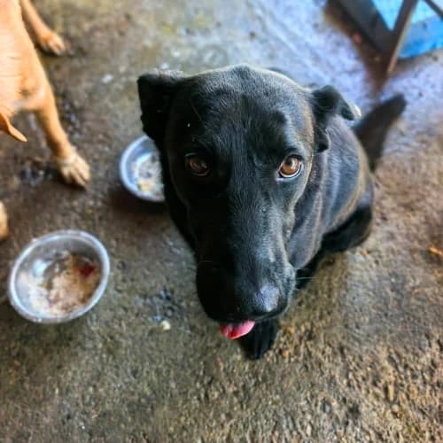 NERO, male 3yo Mixed Breed for adoption at Sans Colliers