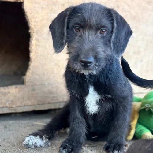 OHANA, female Mixed Breed for adoption at Sans Colliers
