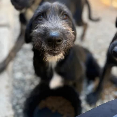 OHANA, female Mixed Breed for adoption at Sans Colliers