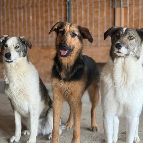 PRALINE, female young Mixed Breed for adoption at Sans Colliers