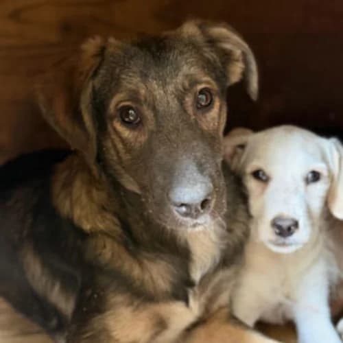 ROMAN, male puppy Mixed Breed for adoption at Sans Colliers