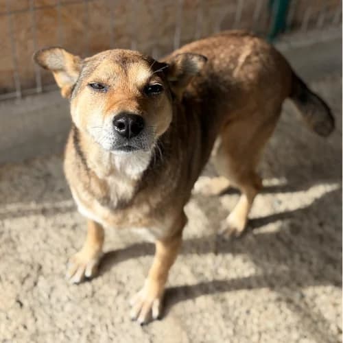 SPRINGA, female 7yo Mixed Breed for adoption at Sans Colliers