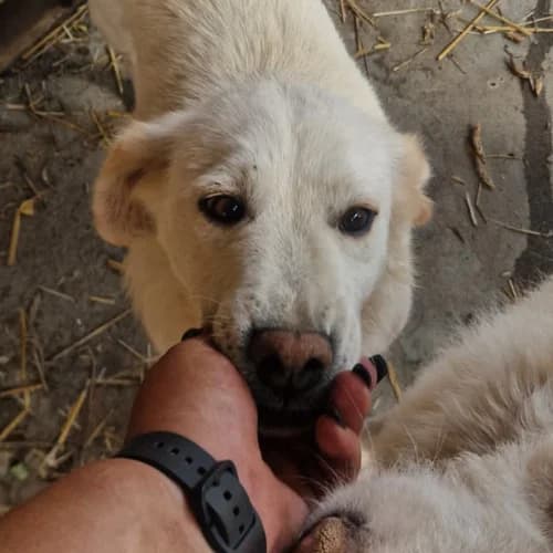 SWEETY, female young Mixed Breed for adoption at Sans Colliers