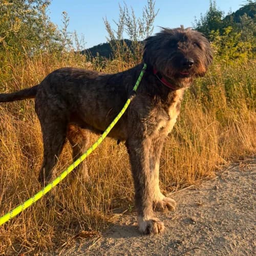 WINONA, female 7yo Mixed Breed for adoption at Sans Colliers
