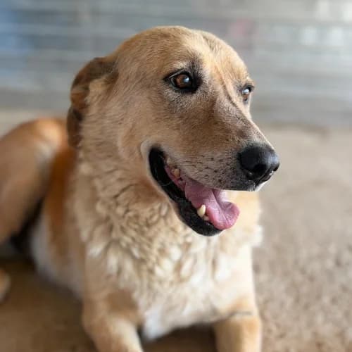ZANA, female senior Mixed Breed for adoption at Sans Colliers