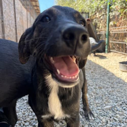 ZOOMIE, female Mixed Breed for adoption at Sans Colliers