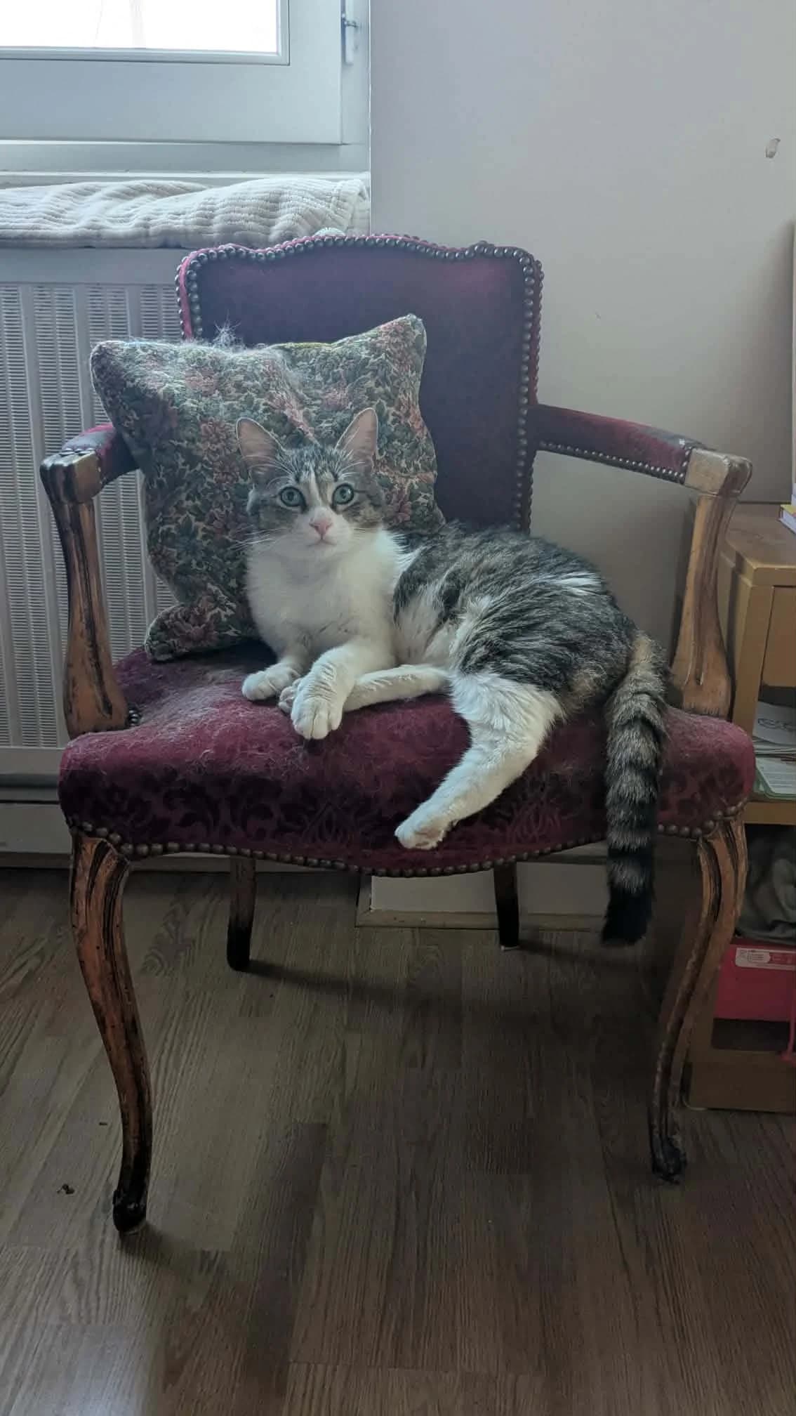 Arold, male Mixed Breed for adoption at Sans Croquettes Fixes, sans croquettes fixes