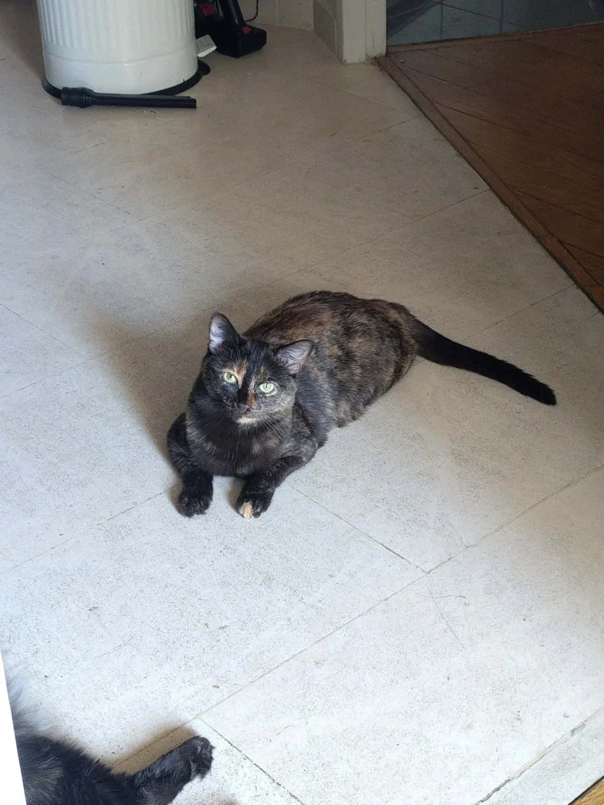 Niji, female Mixed Breed for adoption at Sans Croquettes Fixes, sans croquettes fixes