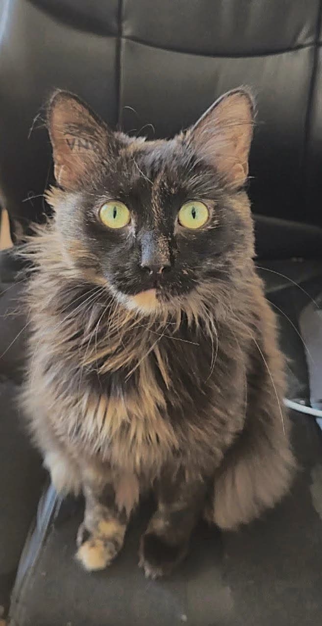 Maneki, female Mixed Breed for adoption at Sans Croquettes Fixes, sans croquettes fixes