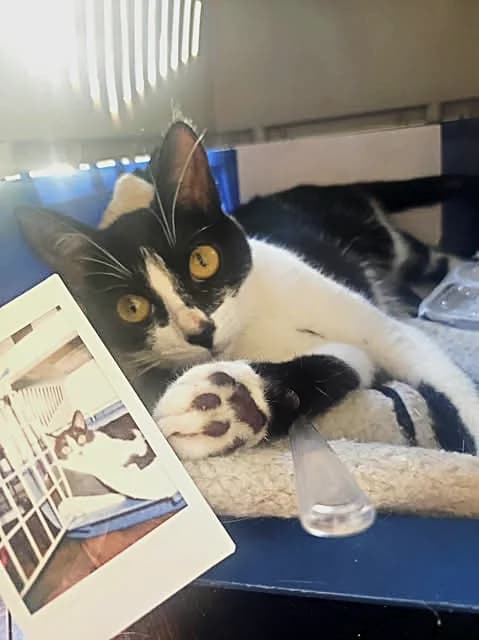 Bounty, female Mixed Breed for adoption at Sans Croquettes Fixes, sans croquettes fixes