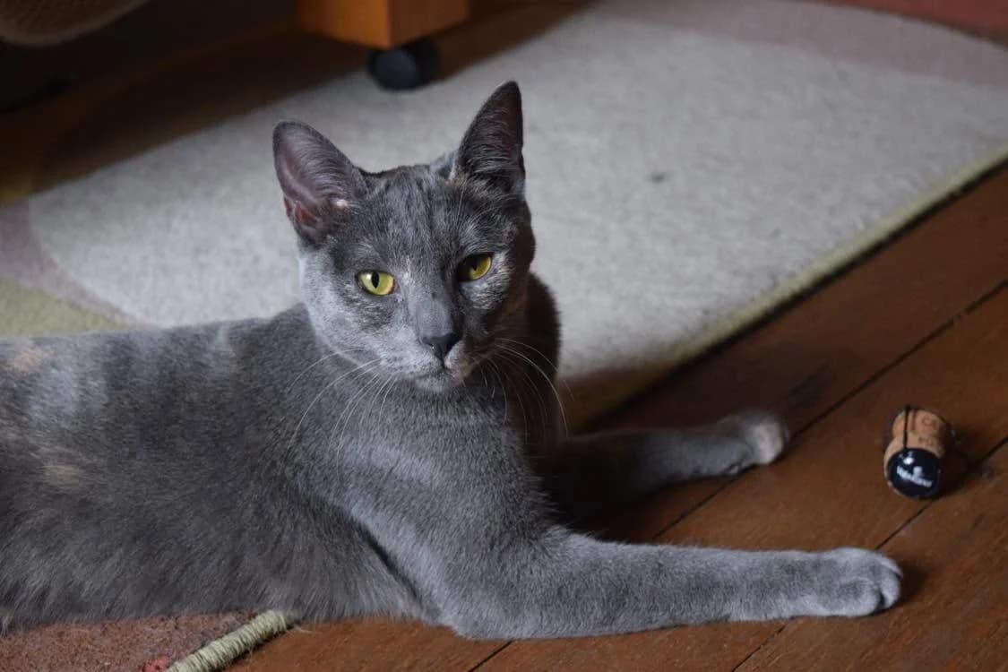 Yara, female Mixed Breed for adoption at Sans Croquettes Fixes, sans croquettes fixes