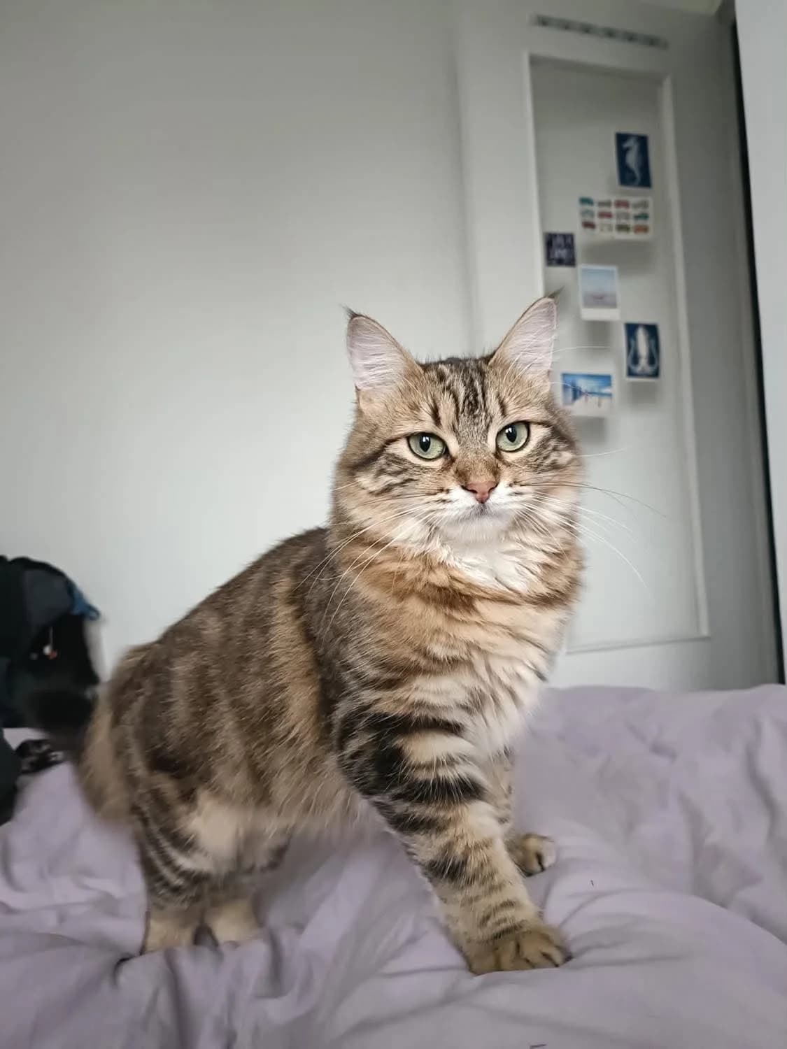 Poupy, female Mixed Breed for adoption at Sans Croquettes Fixes, sans croquettes fixes