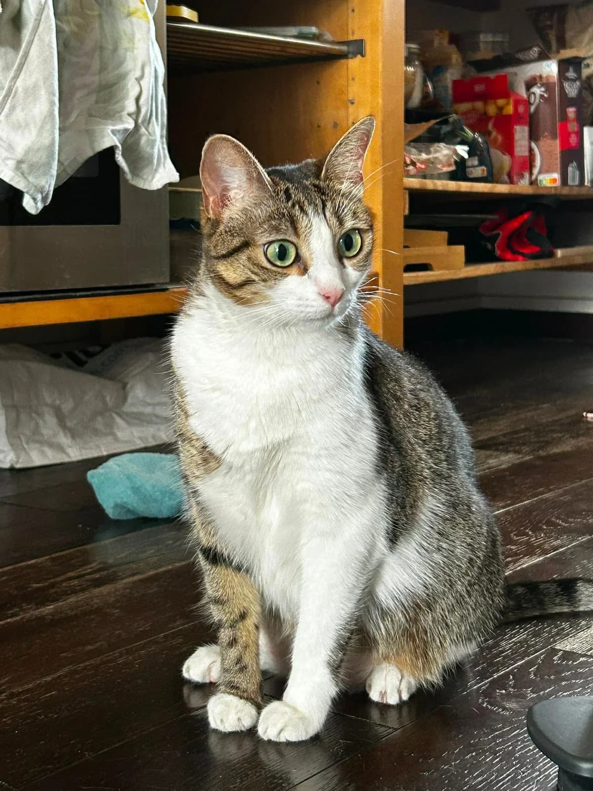 Maya, female Mixed Breed for adoption at Sans Croquettes Fixes, sans croquettes fixes