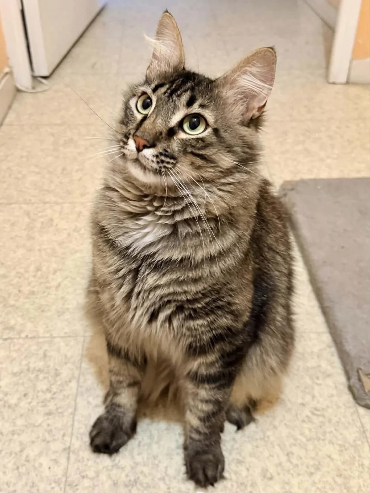 Junior, male Mixed Breed for adoption at Sans Croquettes Fixes, sans croquettes fixes