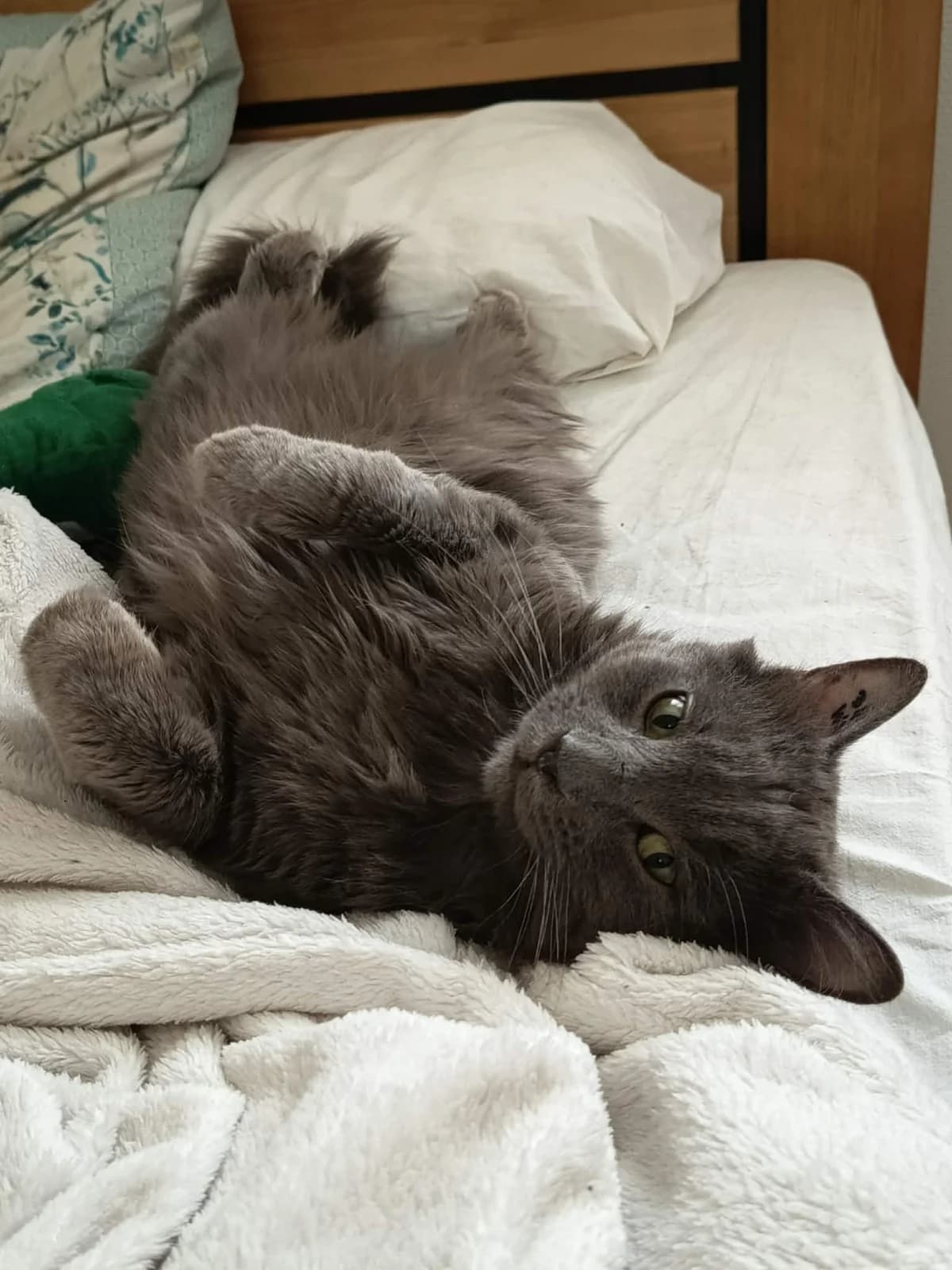 Mike, male Mixed Breed for adoption at Sans Croquettes Fixes, sans croquettes fixes