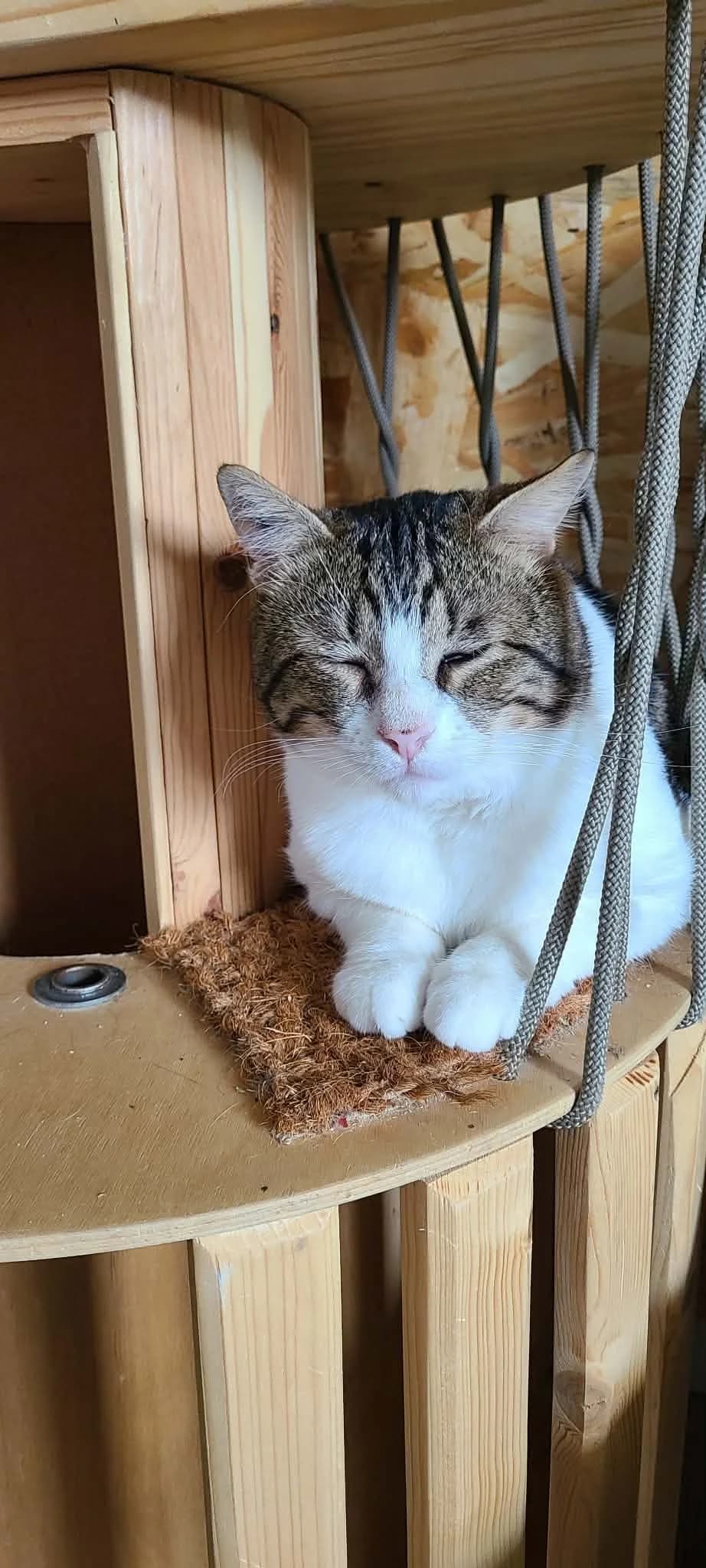 Campy, male Mixed Breed for adoption at Sans Croquettes Fixes, sans croquettes fixes