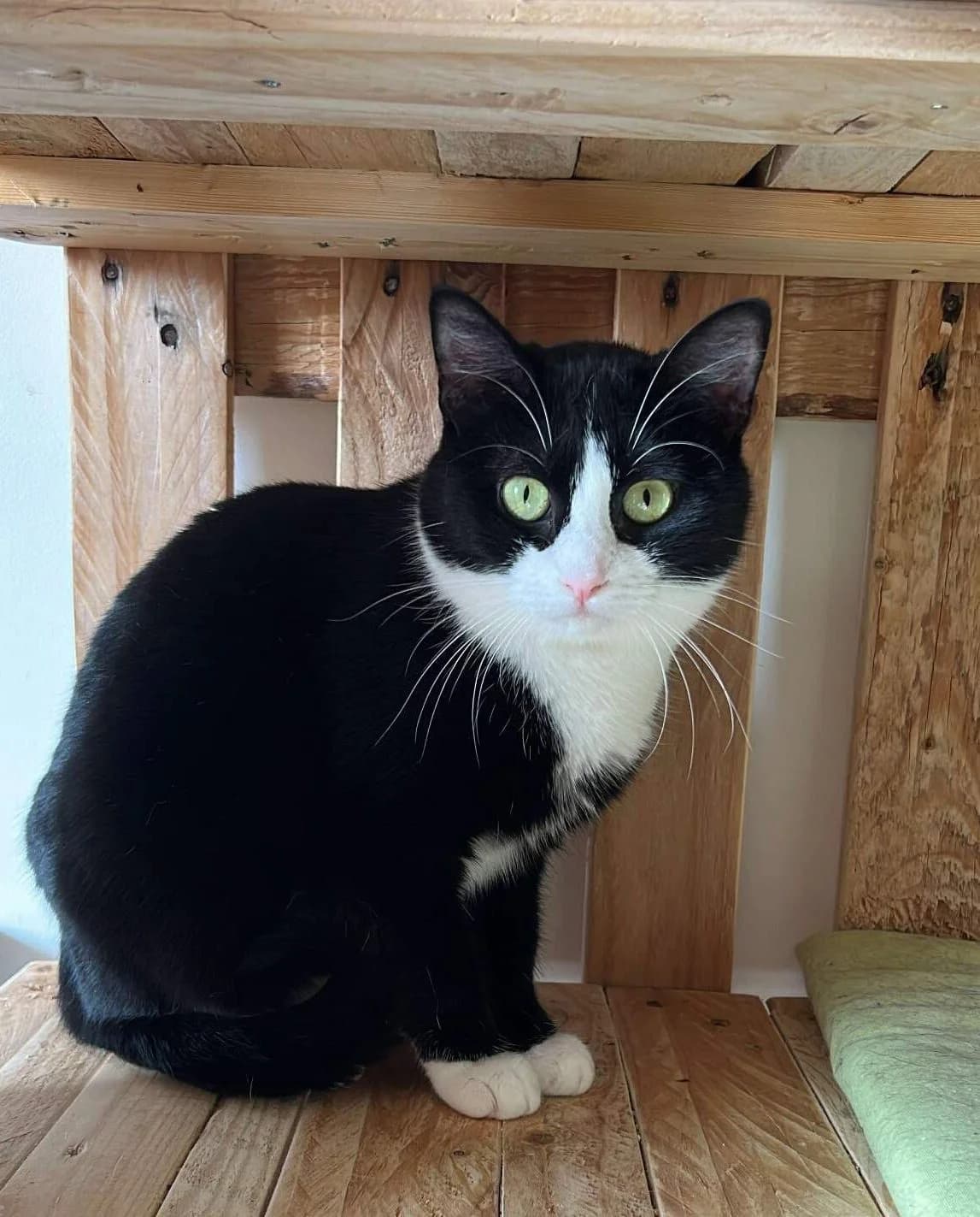 Serena, female Mixed Breed for adoption at Sans Croquettes Fixes, sans croquettes fixes