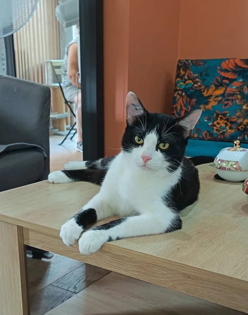 Silver, male Mixed Breed for adoption at Sans Croquettes Fixes, sans croquettes fixes