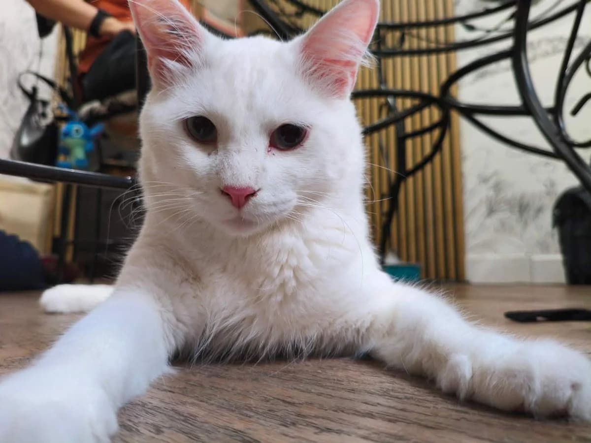 Shiro, male Mixed Breed for adoption at Sans Croquettes Fixes, sans croquettes fixes