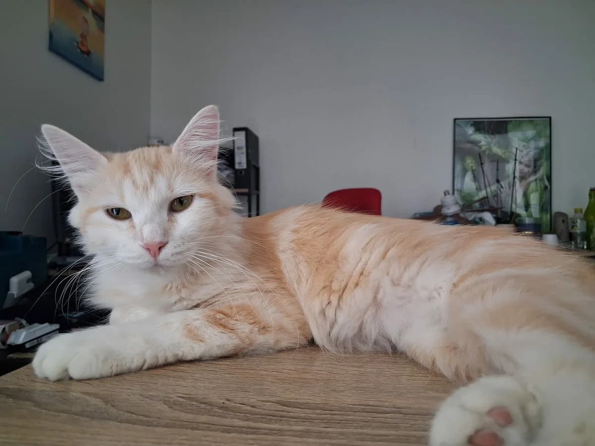 Juddy Hopps, female Mixed Breed for adoption at Sans Croquettes Fixes, sans croquettes fixes