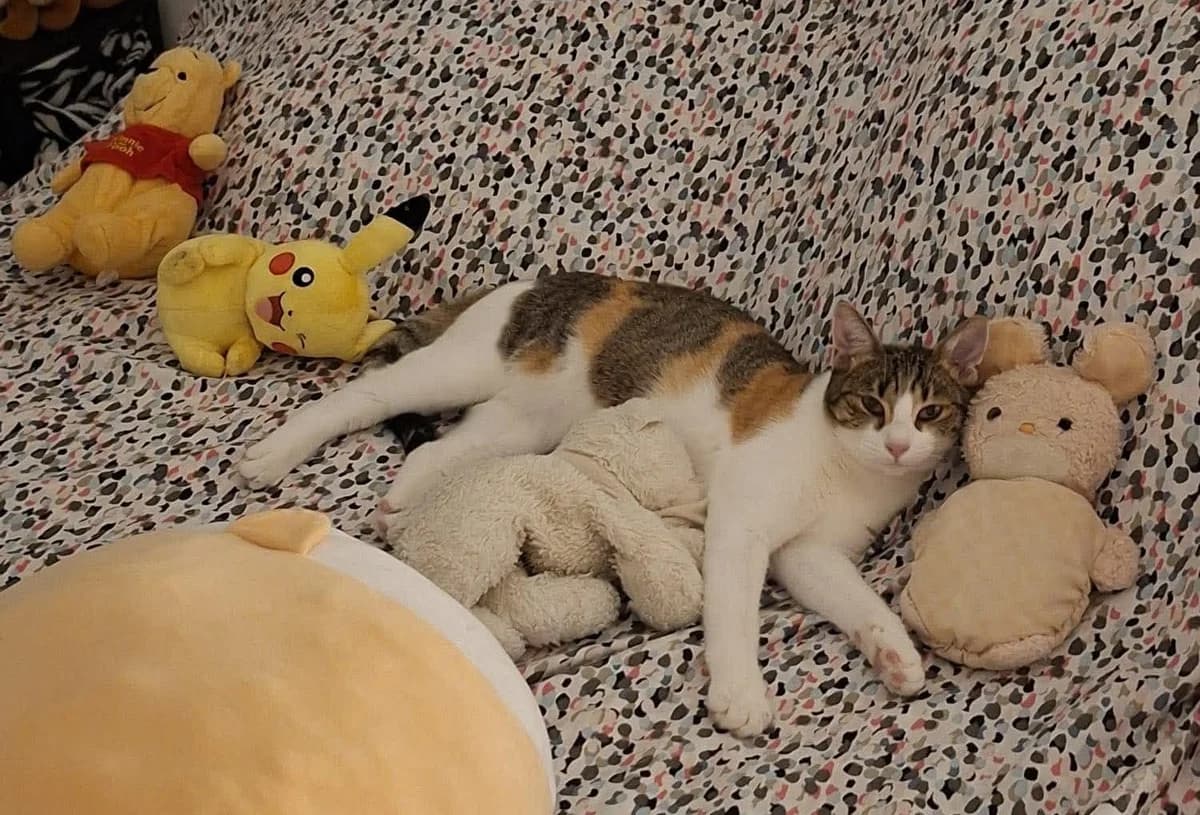 Laka, female Mixed Breed for adoption at Sans Croquettes Fixes, sans croquettes fixes