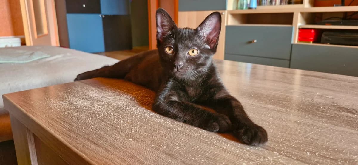 Béchamel, female puppy European Shorthair for adoption at Saraa, saraa