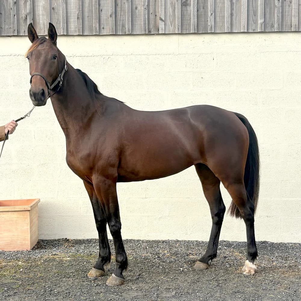 NANOUCKA, 3yo Mixed Breed for adoption at Sauve Qui Peut SQP, Cordebugle