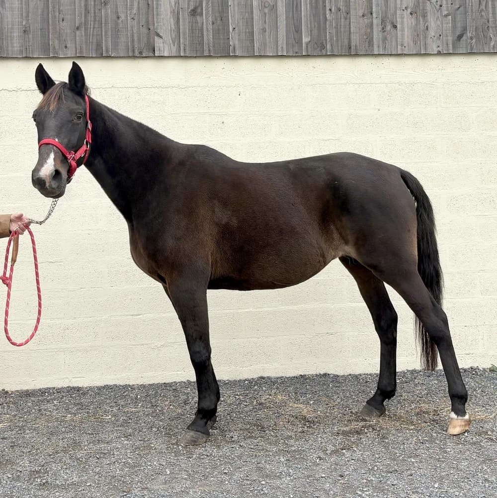 VERONE, senior Mixed Breed for adoption at Sauve Qui Peut SQP, Cordebugle