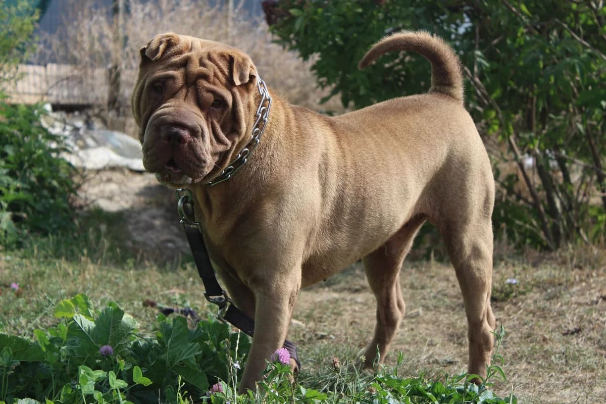 Largo mâle 5 ans, male 5yo Shar Pei for adoption at Sauvetage SHAR PEI France
