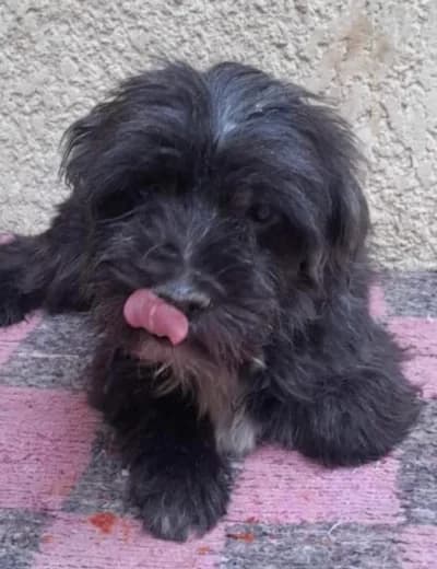 Carl, male 5yo Poodle for adoption at Sauvons les cœurs oubliés, sauvons les coeurs oublies