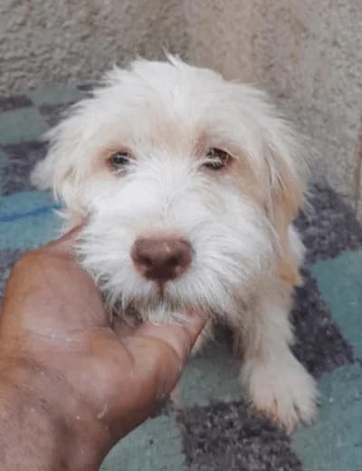 Choue, female 5yo Havanese for adoption at Sauvons les cœurs oubliés, sauvons les coeurs oublies