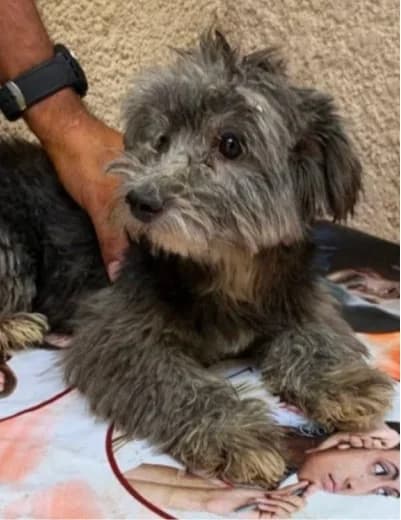 Choupi, male Poodle for adoption at Sauvons les cœurs oubliés, sauvons les coeurs oublies