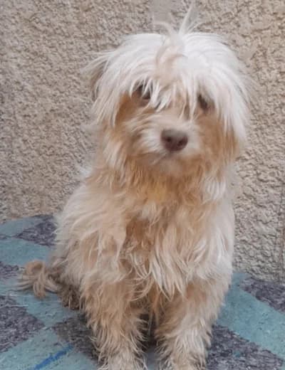 Luna, female senior Bichon Frisé for adoption at Sauvons les cœurs oubliés, sauvons les coeurs oublies