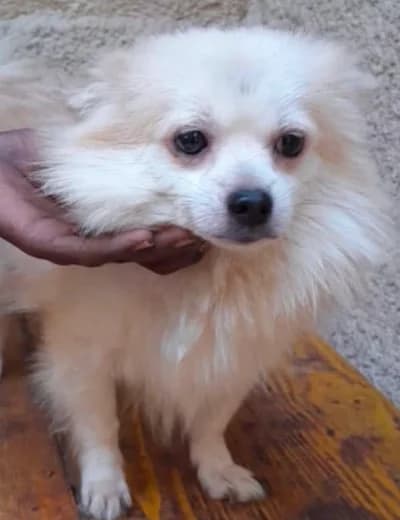 Simon, male 3yo Pomeranian for adoption at Sauvons les cœurs oubliés, sauvons les coeurs oublies