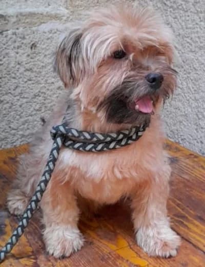Solly, male 3yo Shih Tzu for adoption at Sauvons les cœurs oubliés, sauvons les coeurs oublies