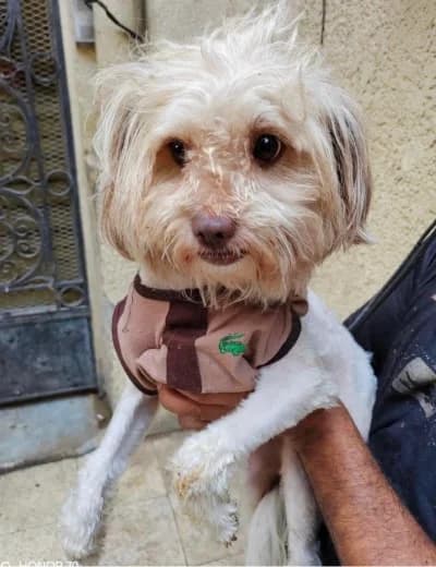 Tigrou, male 3yo Yorkshire Terrier for adoption at Sauvons les cœurs oubliés, sauvons les coeurs oublies