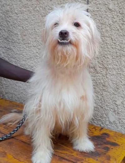 Tom, male 3yo Maltese for adoption at Sauvons les cœurs oubliés, sauvons les coeurs oublies