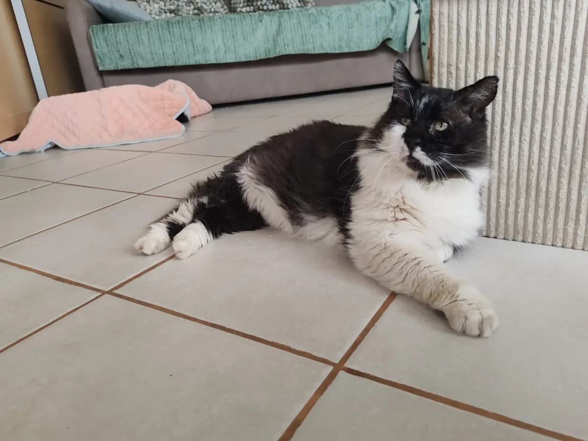 Mercy, male senior European Shorthair for adoption at Savoinimaux, savoinimaux