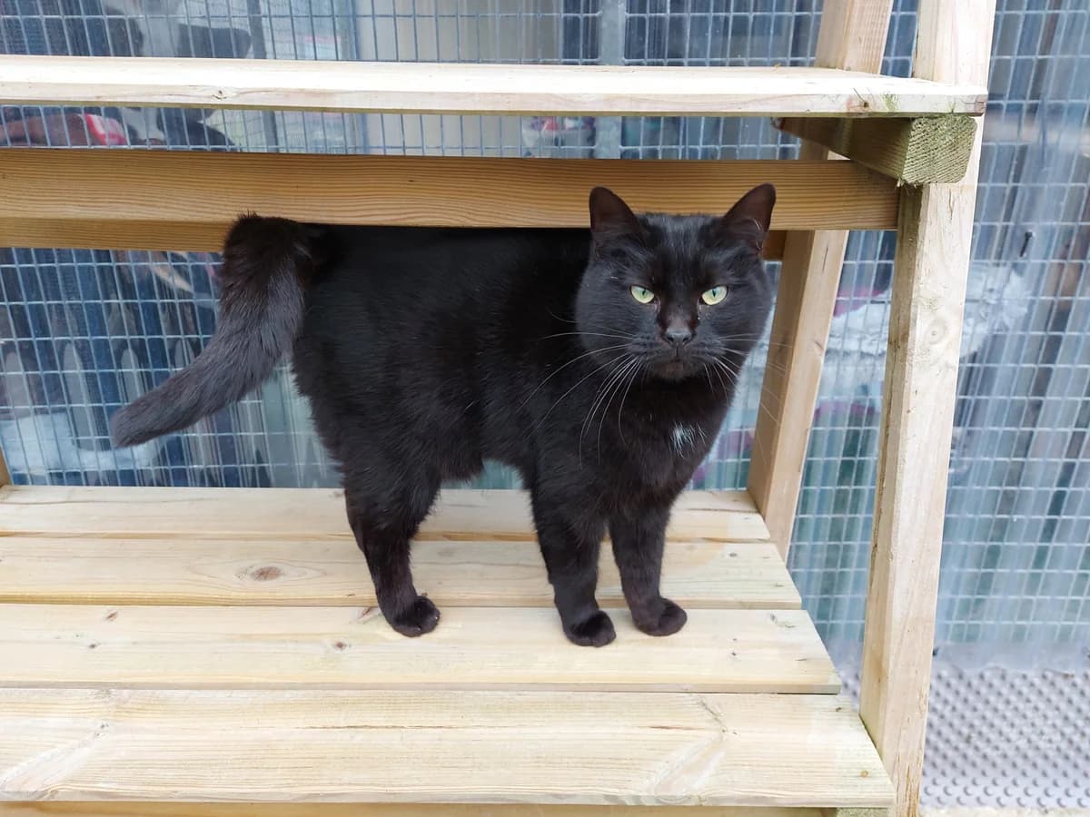 Madonna, female Mixed Breed for adoption at SBPA - Le Refuge de Lintot